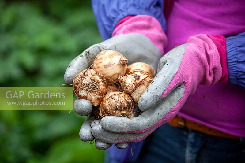 Holding a handful of Narcissus - Daffodil - bulbs ready to plant