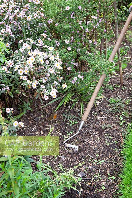 Hoeing weeds in a border using a swoe hoe. 