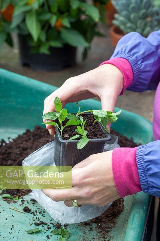 Taking Salvia cuttings - putting cuttings into plastic bag