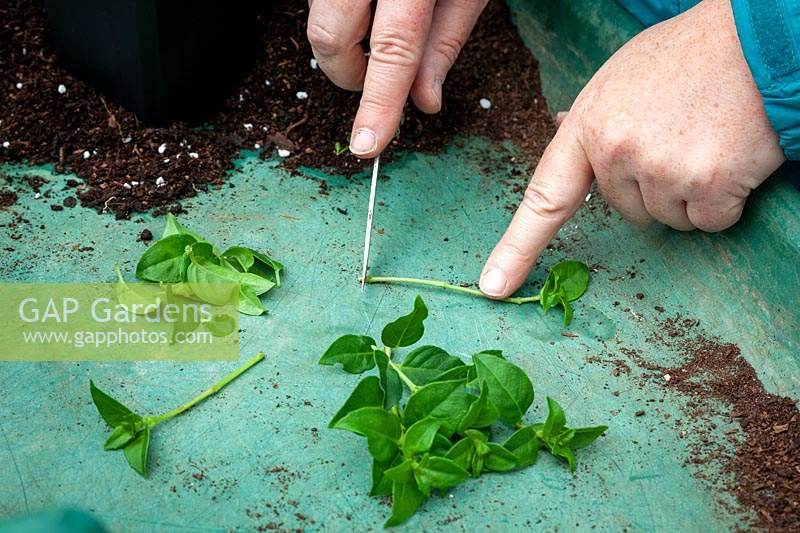 Taking cuttings from a hardy fuchsia - trimming. 