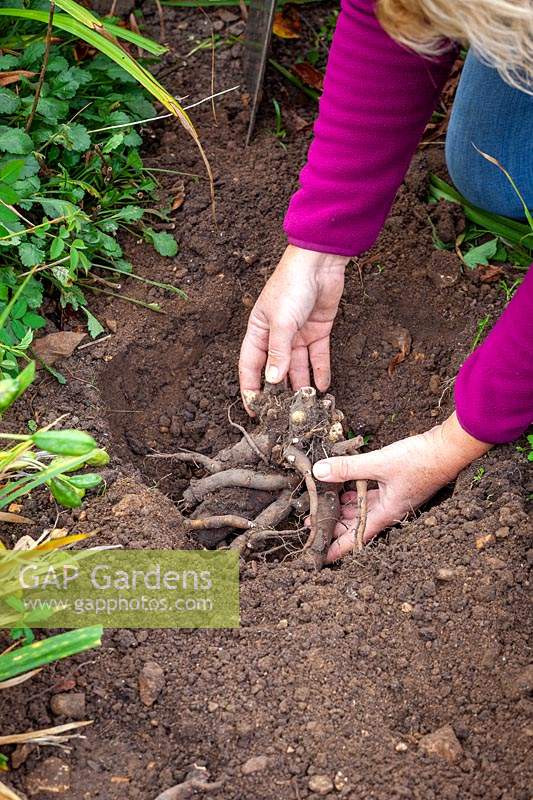Planting a Paeonia - Peony - placing in a hole making sure the crown is 3-4 cm below ground level