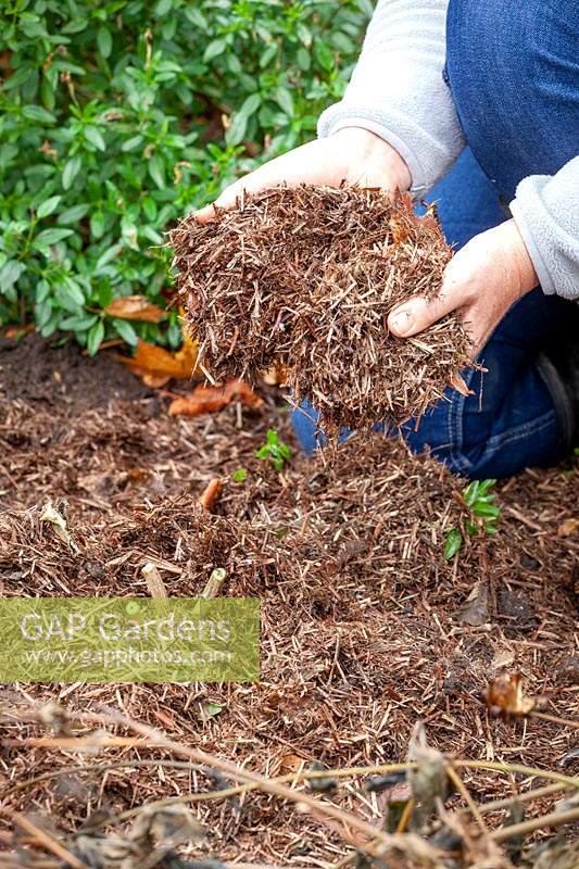 Mulching dahlias with strulch after cutting back frosted and blackened foliage when leaving them in the ground over winter