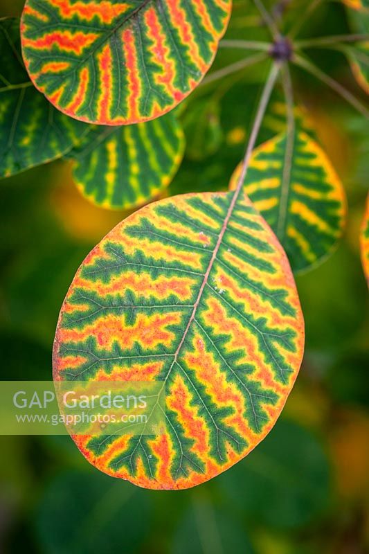 Autumn colouring just appearing on the leaves of Cotinus cogyggria after the first cold nights