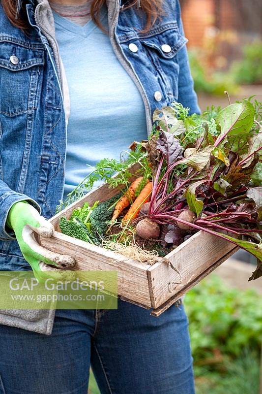Carrying a box of harvested winter vegetables including beetroot, kale and carrots. 