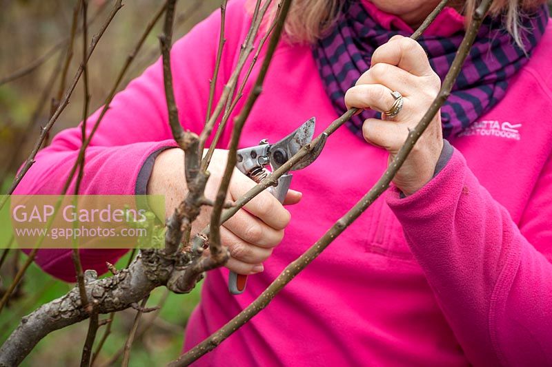 Pruning a pear tree in winter, cutting stems back to just above a bud. Pyrus communis 'Conference'.