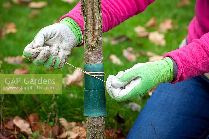 Putting a horticultural grease band around the trunk of  a cherry tree to reduce the number of winter moth caterpillars. 