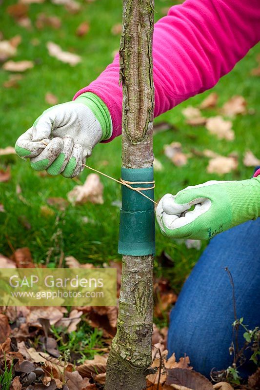 Putting a horticultural grease band around the trunk of a Prunus - Cherry - tree to reduce the number of winter moth caterpillars