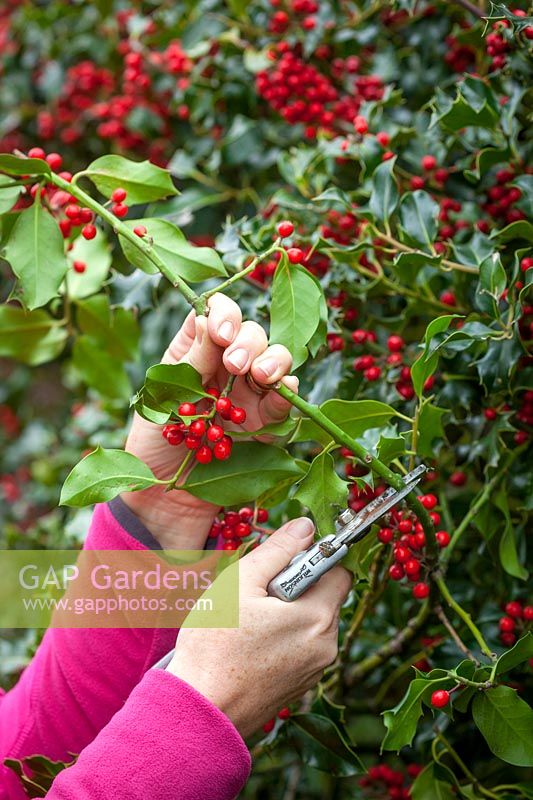 Picking sprigs of Ilex aquifolium - Holly - berries for arranging in the house 