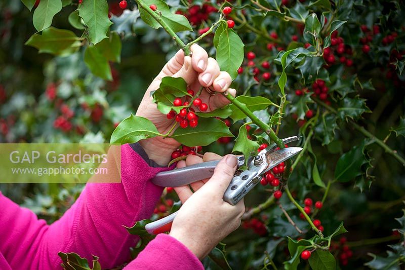 Picking sprigs of common holly berries for arranging in the house at Christmas. Ilex aquifolium. 
