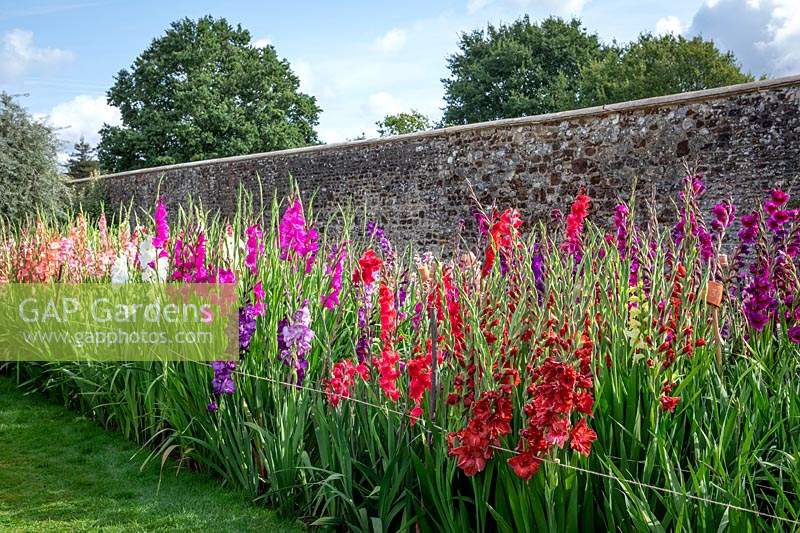 A trial of Gladiolus planted against stone wall 