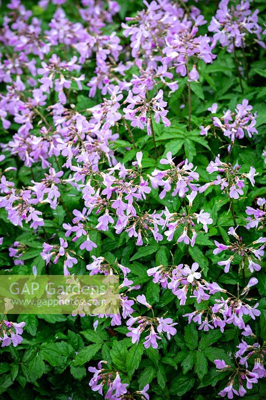Cardamine quinquefolia - Cuckoo flower