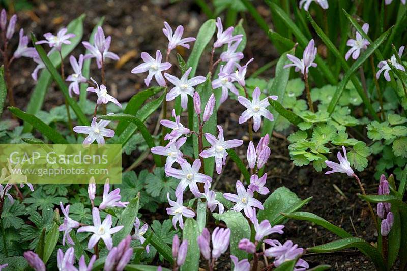 Chionodoxa forbesii 'PInk Giant' syn. Scilla 'Pink Giant' - Glory of the Snow.