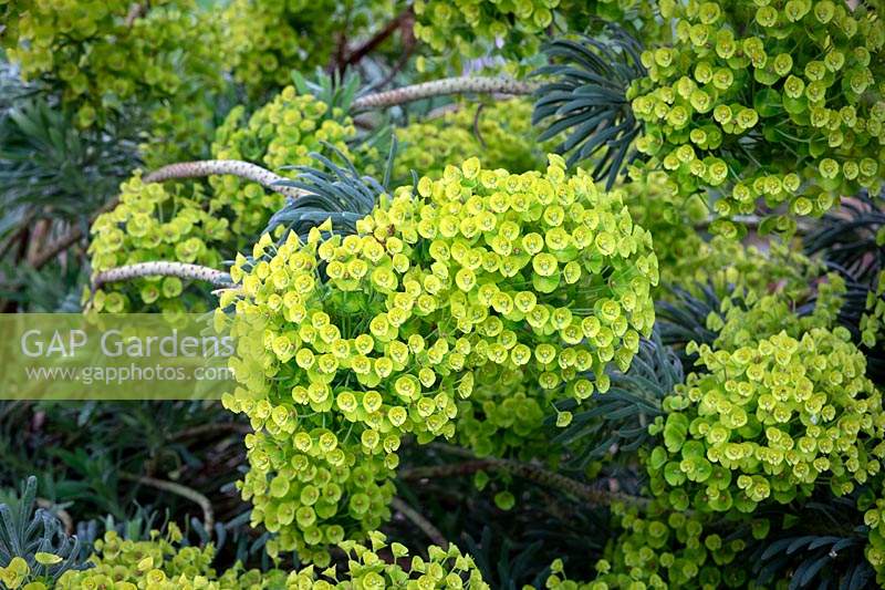 Euphorbia characias subsp.wulfenii 'BQ'