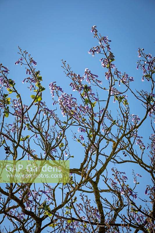 Paulownia tomentosa AGM  - Foxglove tree