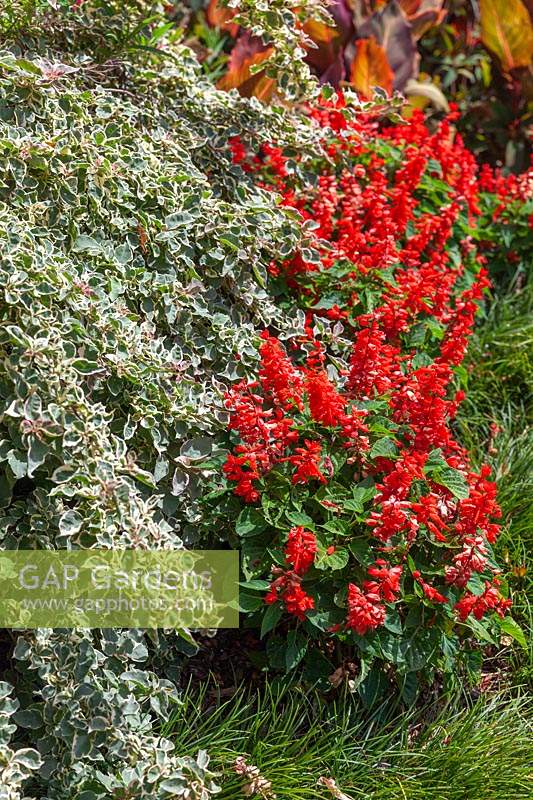 A colourful tropical style garden featuring a variegated Bougainvillea and Salvia, 'Bonfire' with a Mondo Garss border.