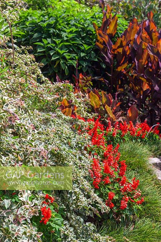 A colourful tropical style garden featuring a variegated Bougainvillea and Salvia, 'Bonfire' with a Mondo Grass border.