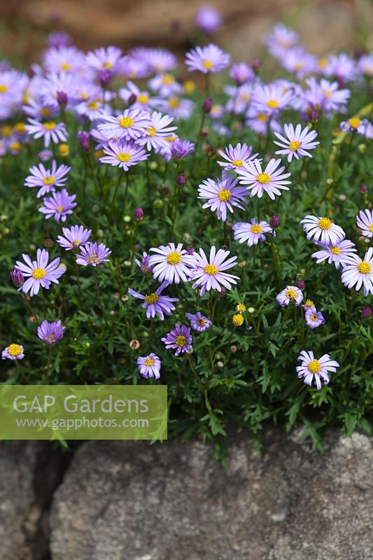 A Cut leaf Daisy in full flower growing over a sandstone edged garden bed.