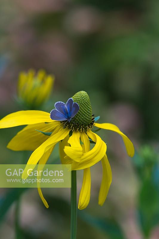 A Prairie coneflower, a with pendulous bright yellow petals with a Common grass blue butterfly feeding on it.