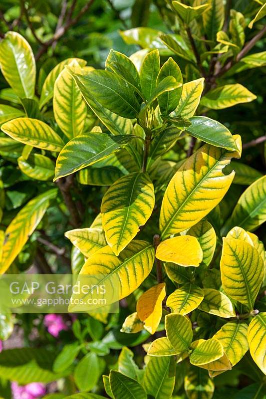 Gardenia leaves showing signs of iron deficiency.