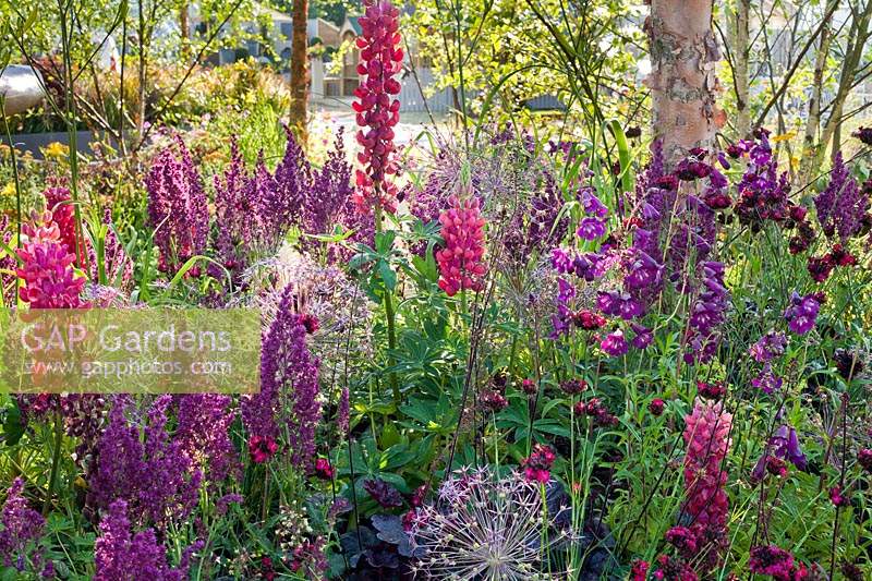 Mixed flowerbed with pink and purple flowers, Allium christophii seedheads, Penstemon, Lupinus 'Red Rum', Heuchera  and Dianthus cruentus