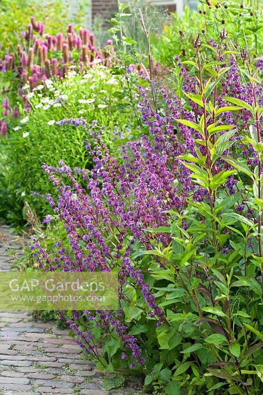 Salvia verticillata 'Smouldering Torches' in mixed border edging paved path