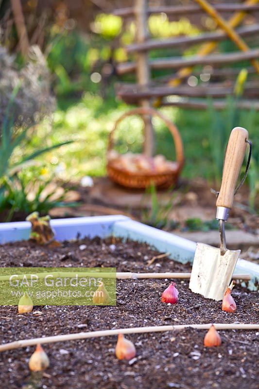 Planting out Allium cepa - Onion - sets
