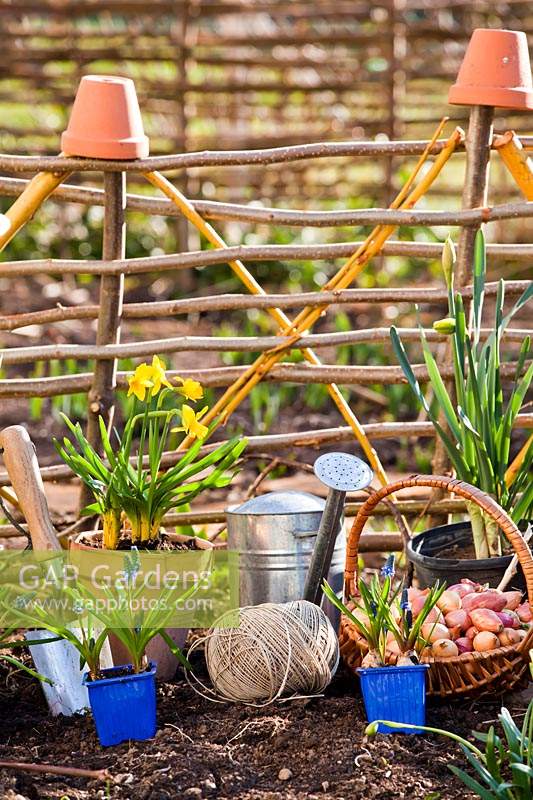 Potted Narcissus - Daffodil and Muscari - Grape Hyacinth - with tools and string against hurdles 