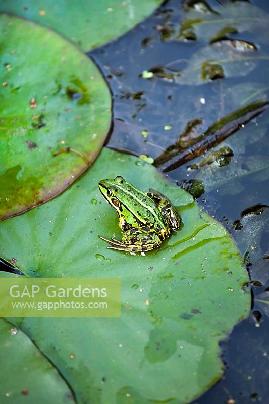 Rana temporaria - Common frog sat on Lilly pad