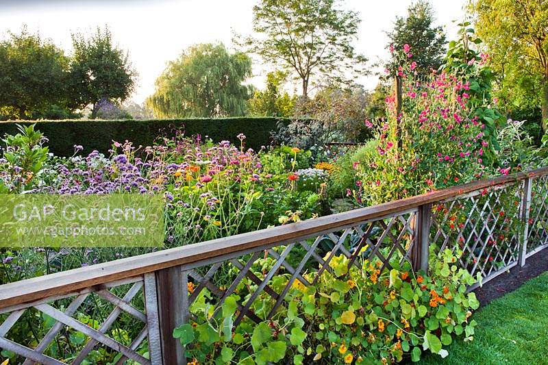 Nasturtium climbing against wooden trellis with colourful mixed planting behind