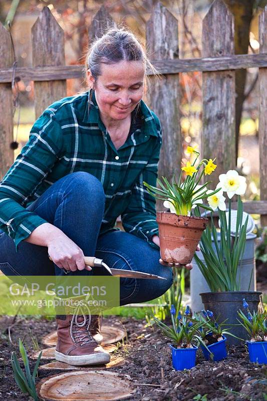 Woman with potted daffodils filling gaps in spring border.