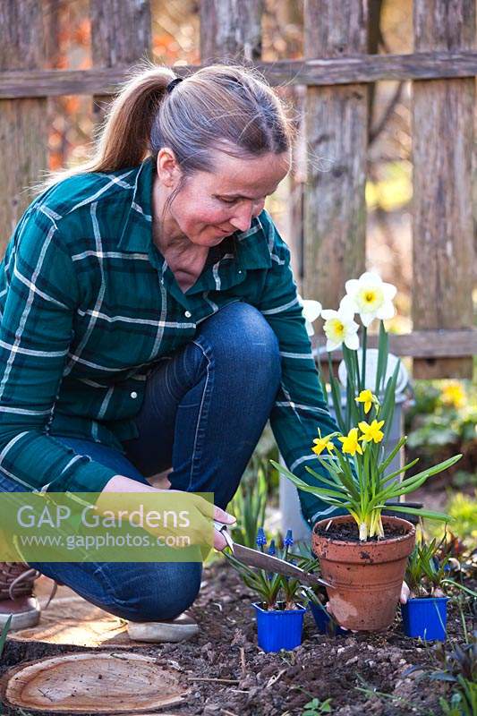 Woman with potted daffodils filling gaps in spring border
