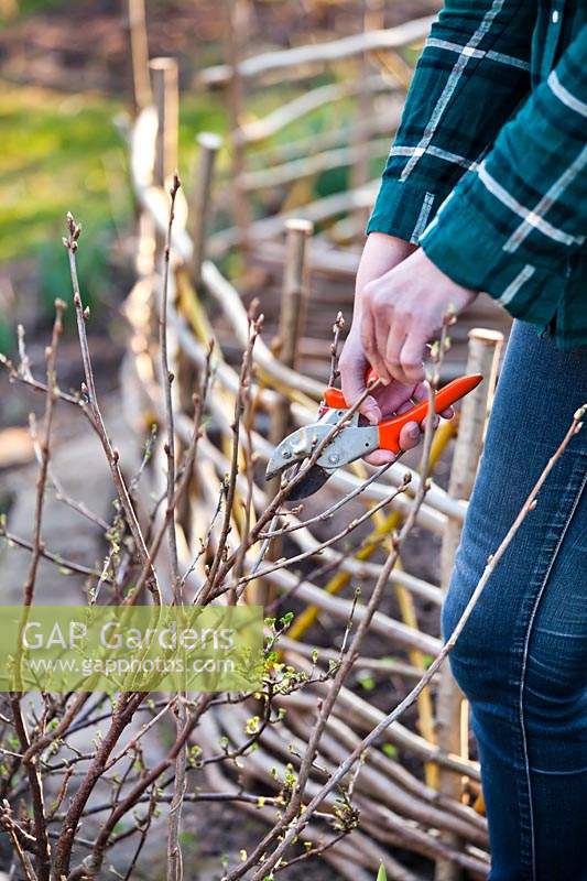 Woman pruning Ribes nidigrolaria 