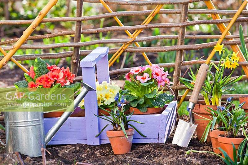 Terracotta pots of Primulas, Muscari and Narcissus for planting