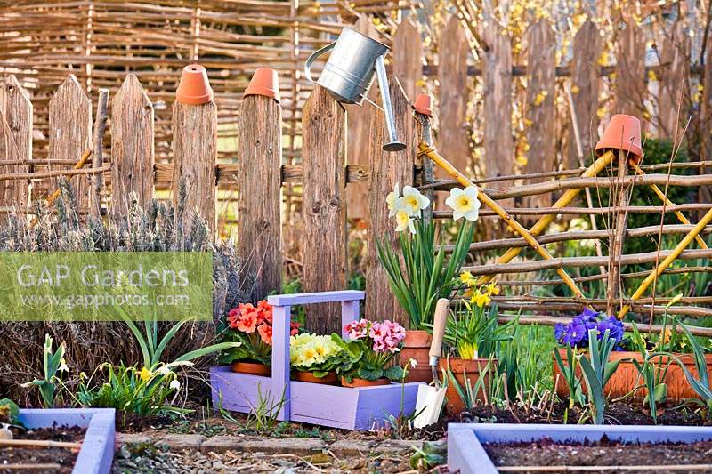 	Terracotta pots of Primulas, Muscari and Narcissus for planting