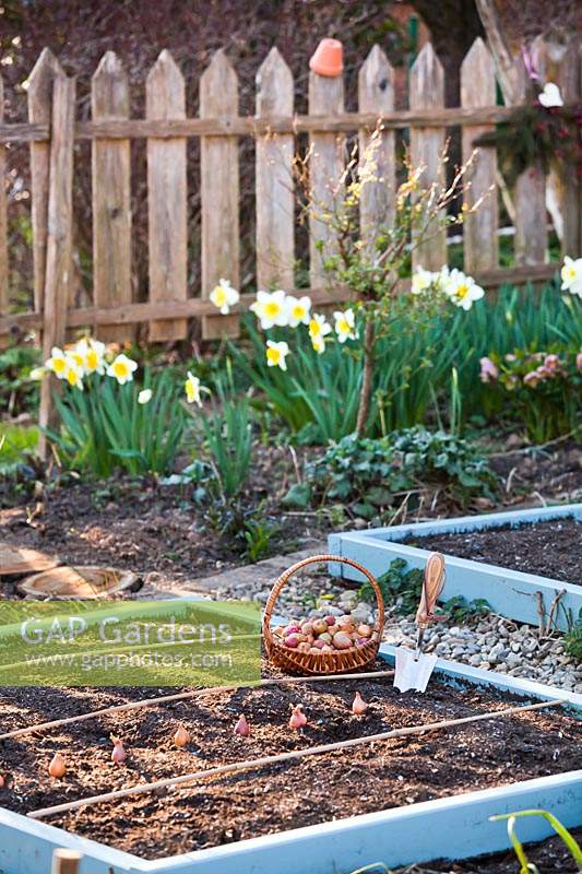 Raised bed and onion sets in early spring