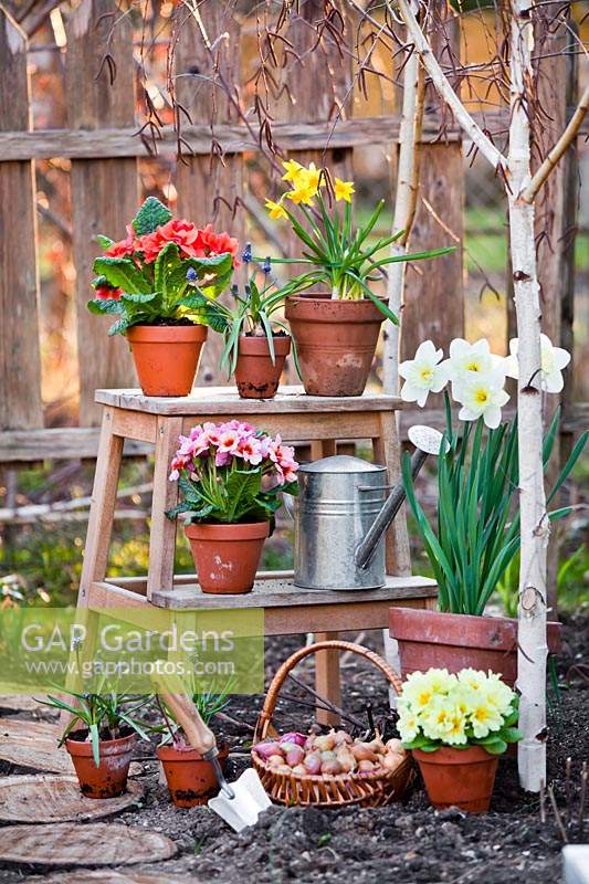 Terracotta pots of Primulas, Narcissus and Muscari displayed on small, wooden ladder.