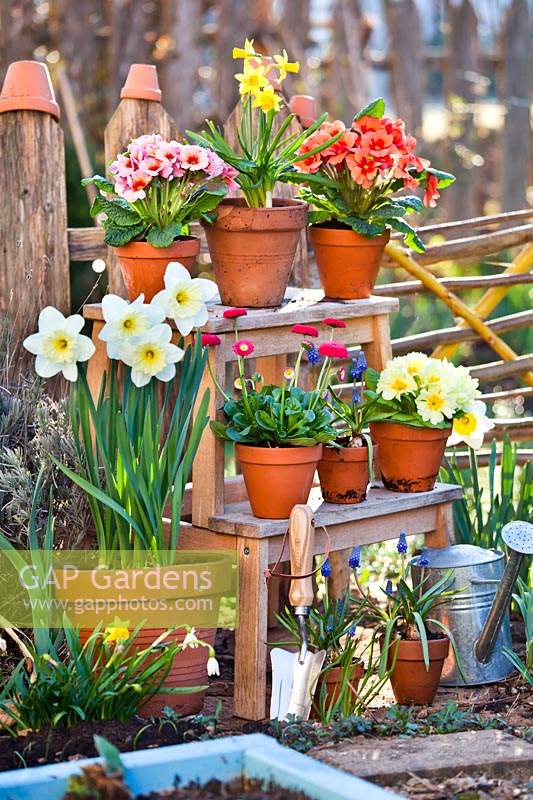 Terracotta pots of Primulas, Bellis, Narcissus and Muscari displayed on small, wooden ladder.
