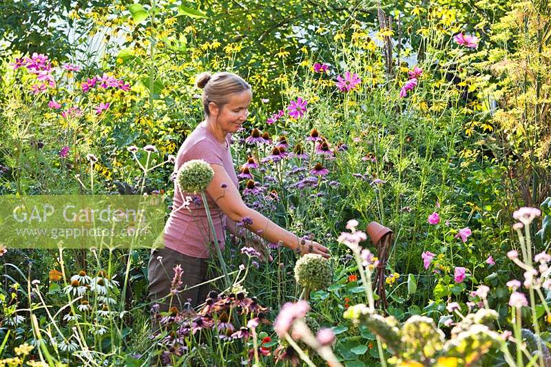 Woman picking flowers in mixed perennial border