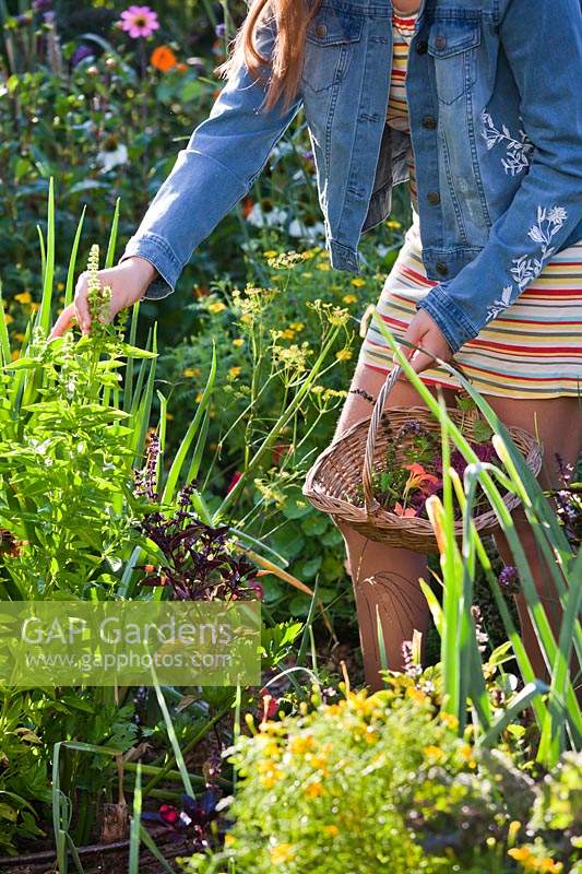 Girl picking herbs in kitchen garden.