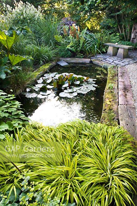 Pond area in small garden with bench and surrounded by mixed bed which includes: Hakonechloa macra 'Aureola' and Gunnera. Floating Nymphaea odorata - Waterlily
