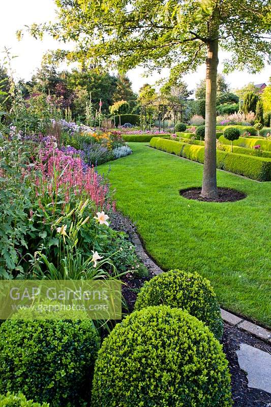 View over neat border with topiary forms and flowers such as Persicaria amplexicaulis and Hemerocallis, to a lawn with specimen Quercus coccinea - Scarlet Oak
