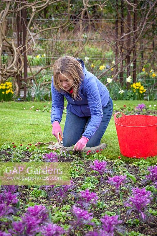 Forking over soil to remove early weeds in a border