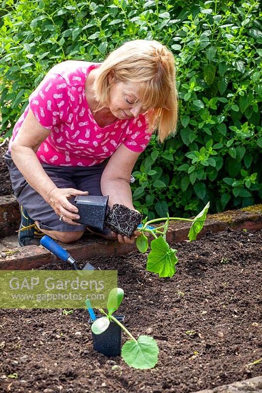 Planting out young pot grown plants into a bed in the vegetable garden, here Cucurbita pepo 'Black Forest' - Courgette  