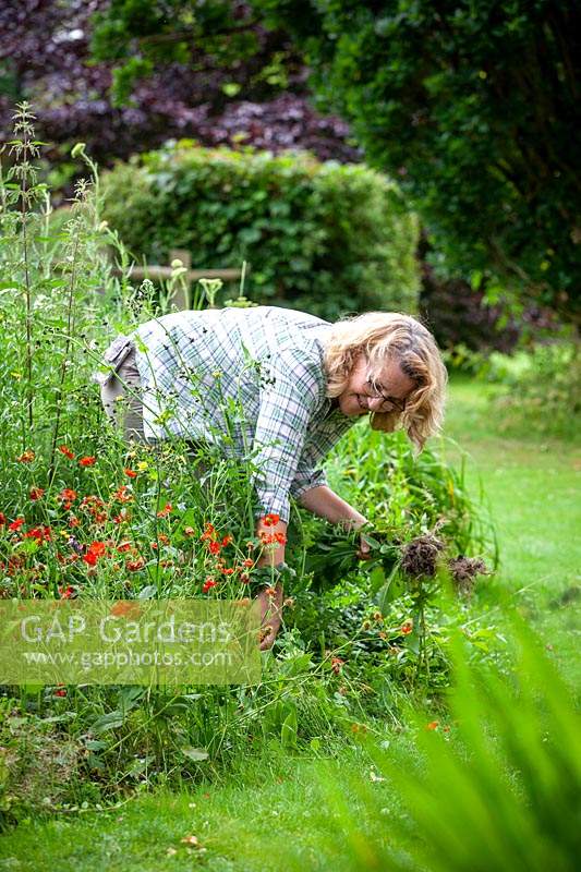 Removing large Sow Thistle weeds from a border by hand