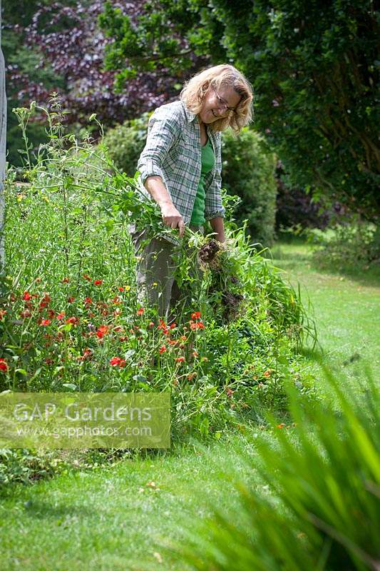 Removing large Sow Thistle weeds from a border by hand