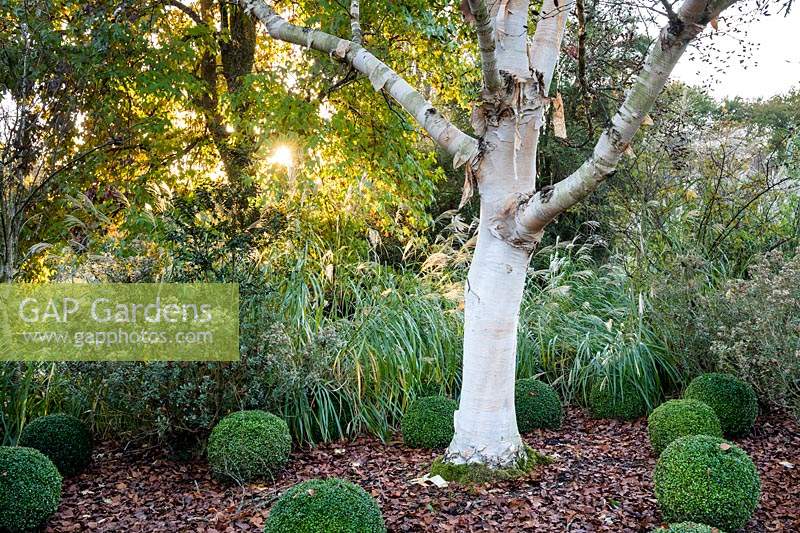 Betula ermanii 'Grayswood Hill' - Erman's birch underplanted with Buxus topiary balls and Miscanthus.
