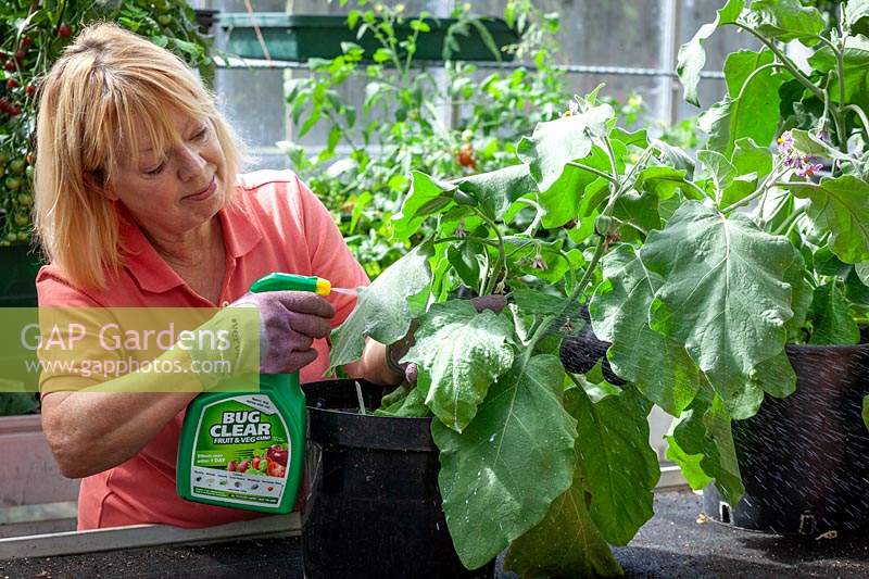 Treating whitefly on aubergines in a greenhouse by spraying with insecticide