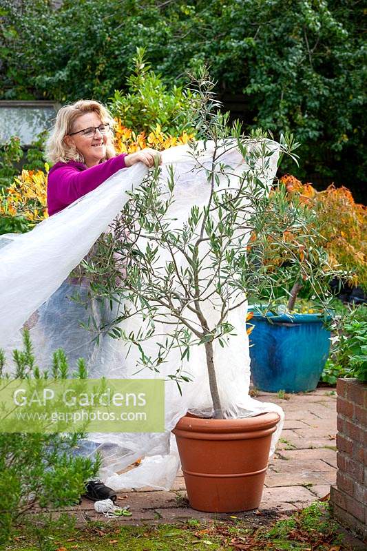 Covering a tender pot grown olive tree - Olea europaea - with horticulural fleece for winter protection