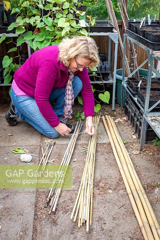 Bringing cane plant supports into the greenhouse for winter storage. Sorting them into different sizes and tying them into bundles