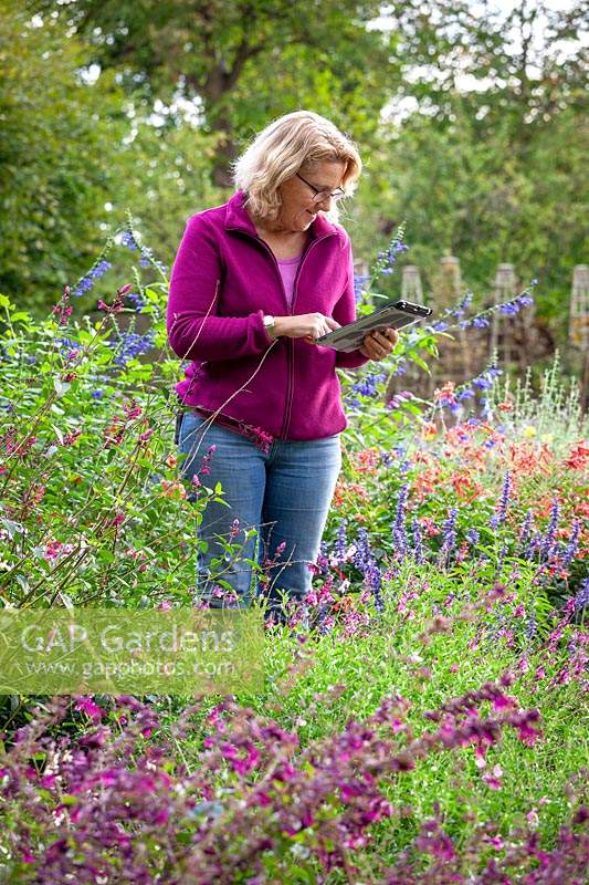 Taking notes in a border of salvias on an ipad